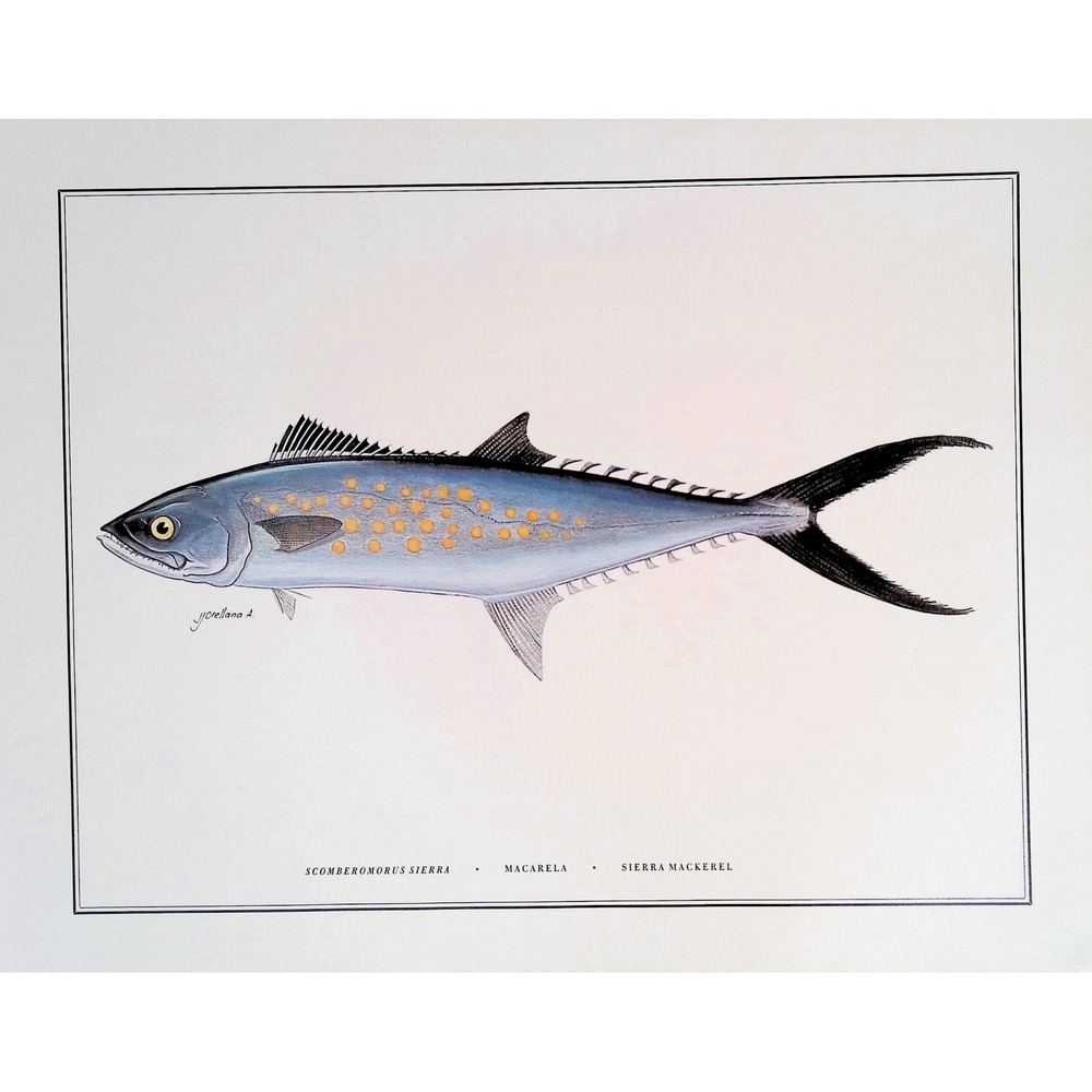 1985 Sierra Mackerel Fish Wall Art Print J Orellana Vintage Book Plate 11x14
